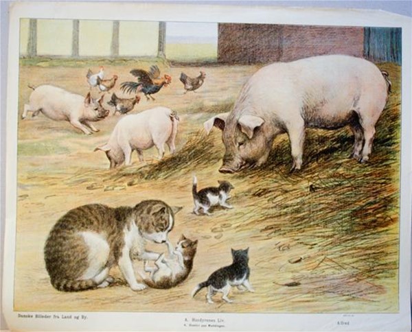 Anskuelsesbillede: Farvetryk, katte, grise og høns